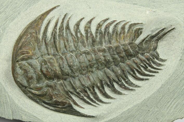 Lower Cambrian Trilobite (Pseudosaukianda) - Issafen, Morocco #270506